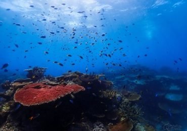 Great-Barrier-Reef-Australien
