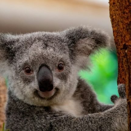 Lone-Pine-Koala-Sanctuary-Brisbane-Australien